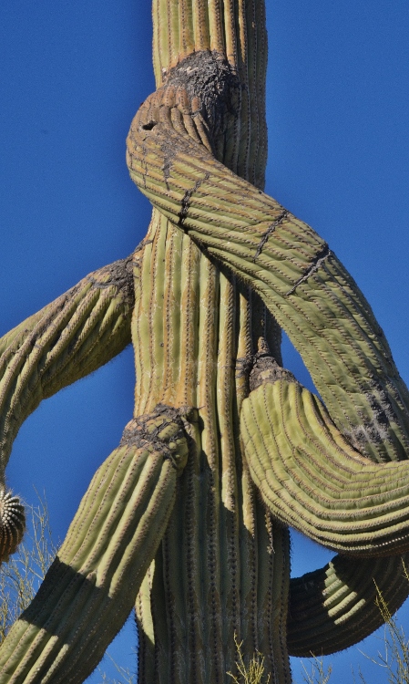 saguaro  with many arms
